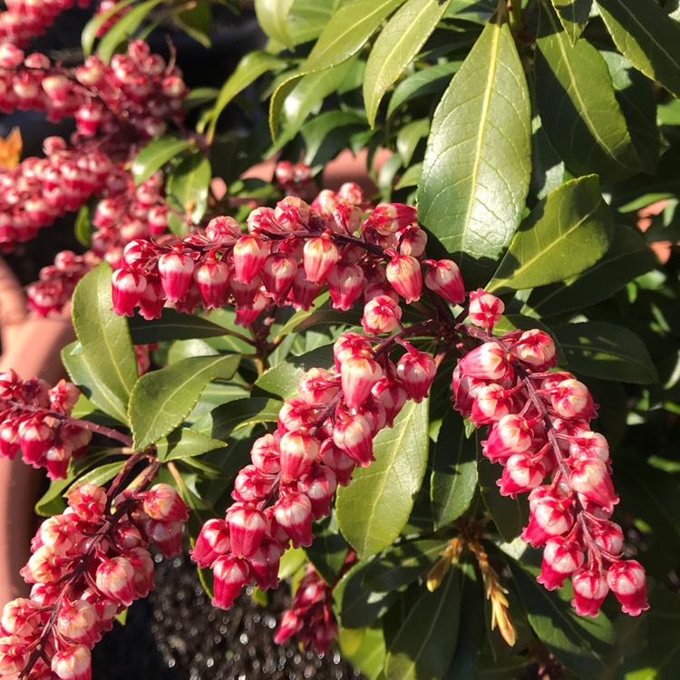 plant image 1253279