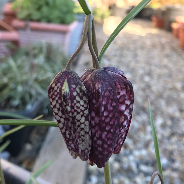 plant image 1254018