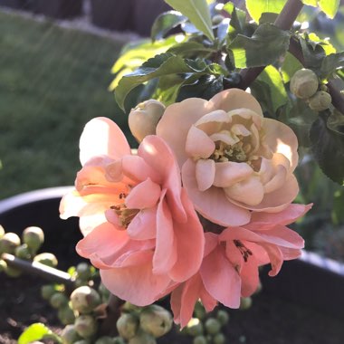 Chaenomeles