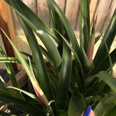 Billbergia nutans