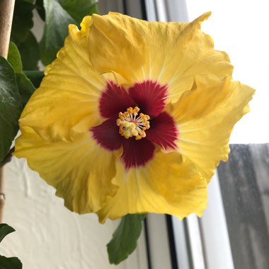 Hibiscus rosa-sinensis