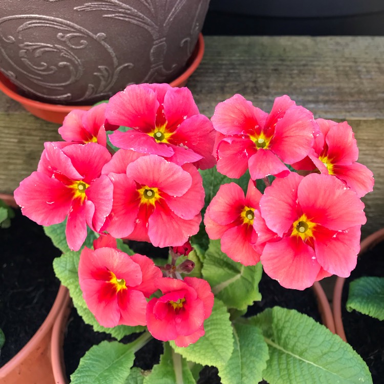 plant image 1256049
