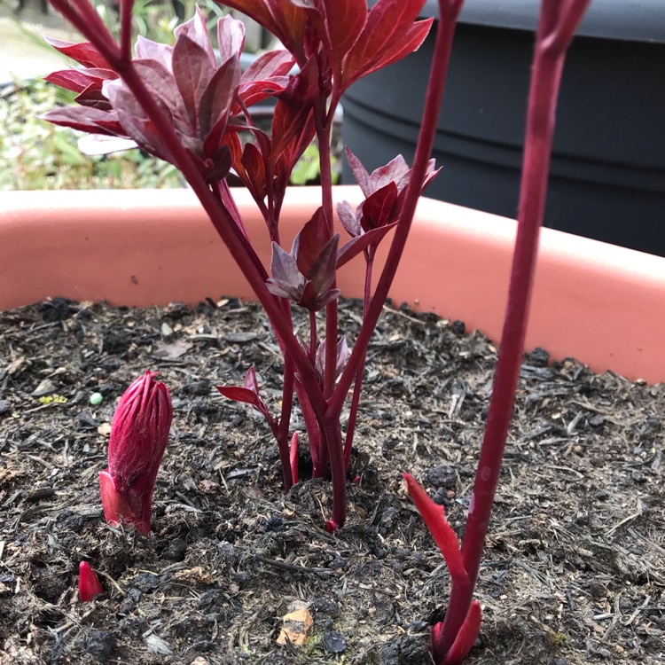 plant image 1256053
