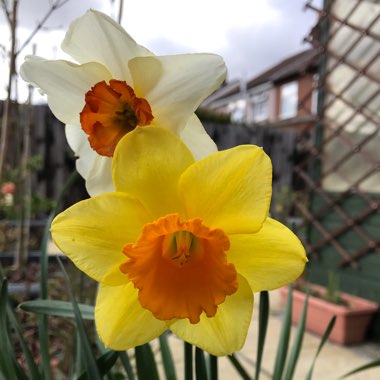 Narcissus