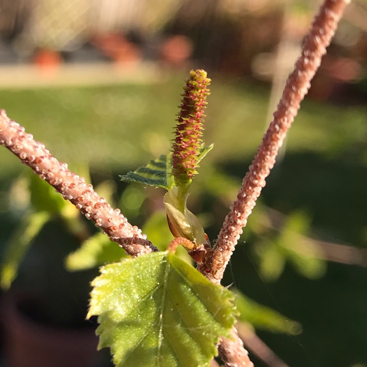 plant image 1261038