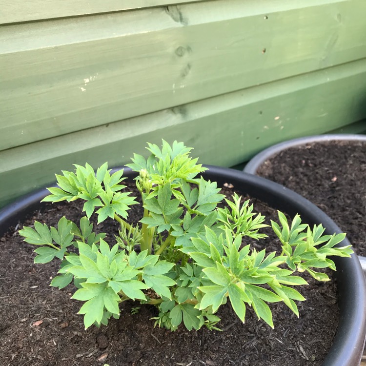 plant image 1264760 plant image 1264760