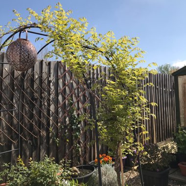Wisteria floribunda