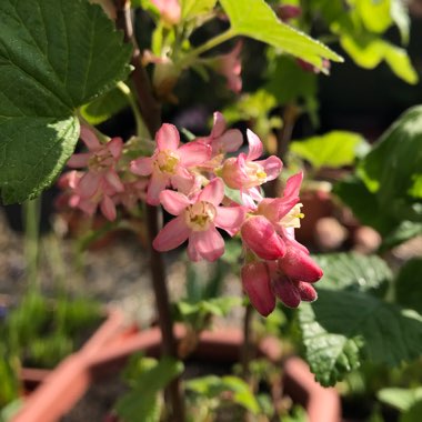 Ribes sanguineum