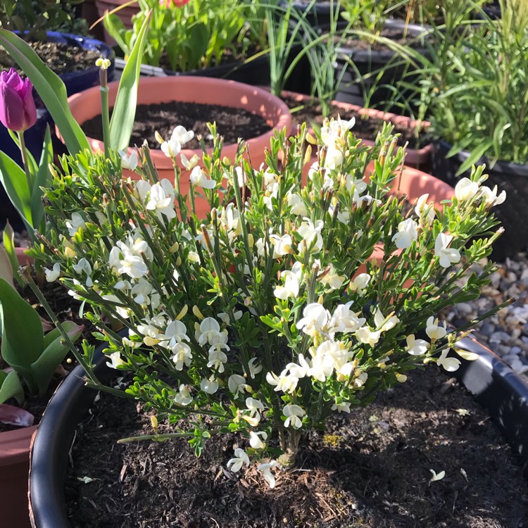 plant image 1273277 plant image 1273277