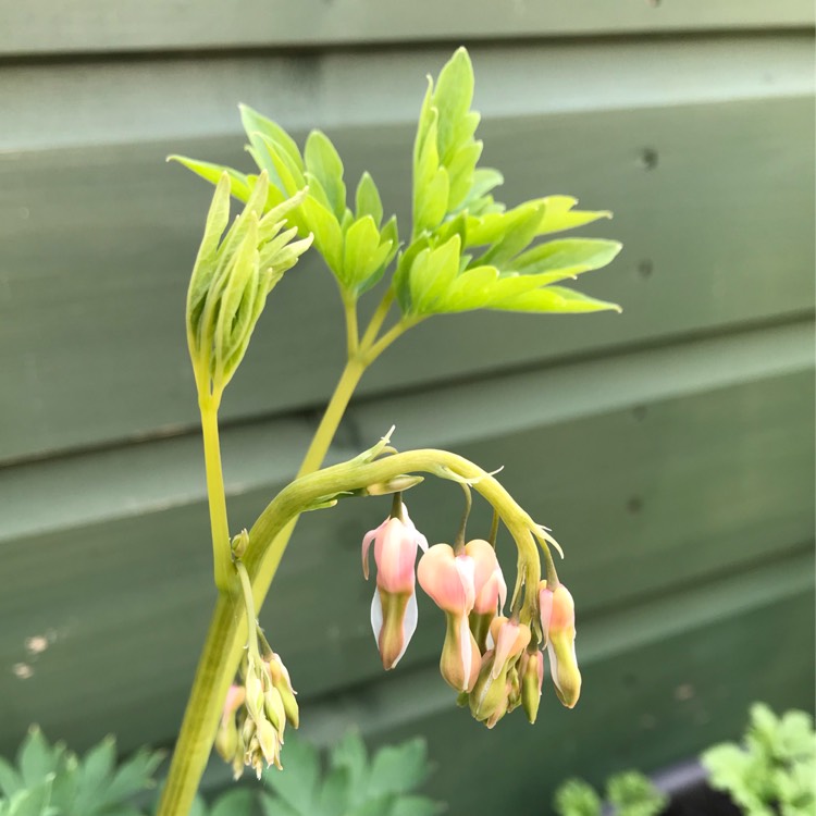 plant image 1273288 plant image 1273288