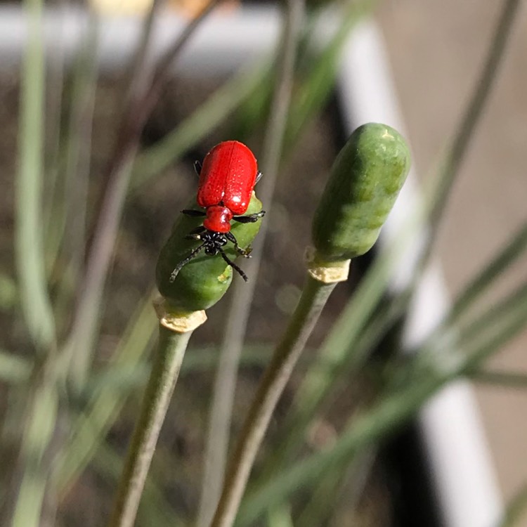 plant image 1276188