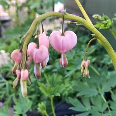 Lamprocapnos spectabilis 'Cupid' syn. Dicentra spectablis 'Cupid'