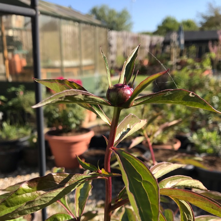 plant image 1279905