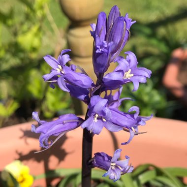 Hyacinthoides non-scripta