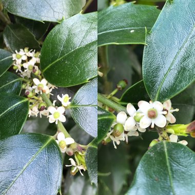 Ilex
