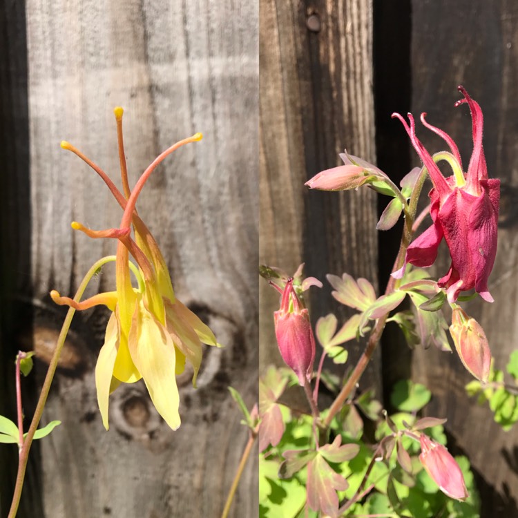 plant image 1286820