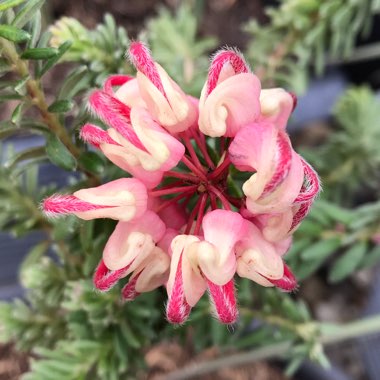 Grevillea lanigera 'Mount Tamboritha'