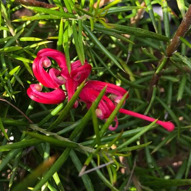 Grevillea