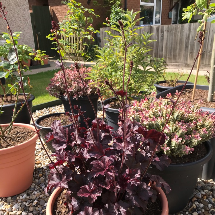 Plant image Heuchera 'Black Beauty'