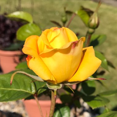 Rosa (Hybrid Tea)