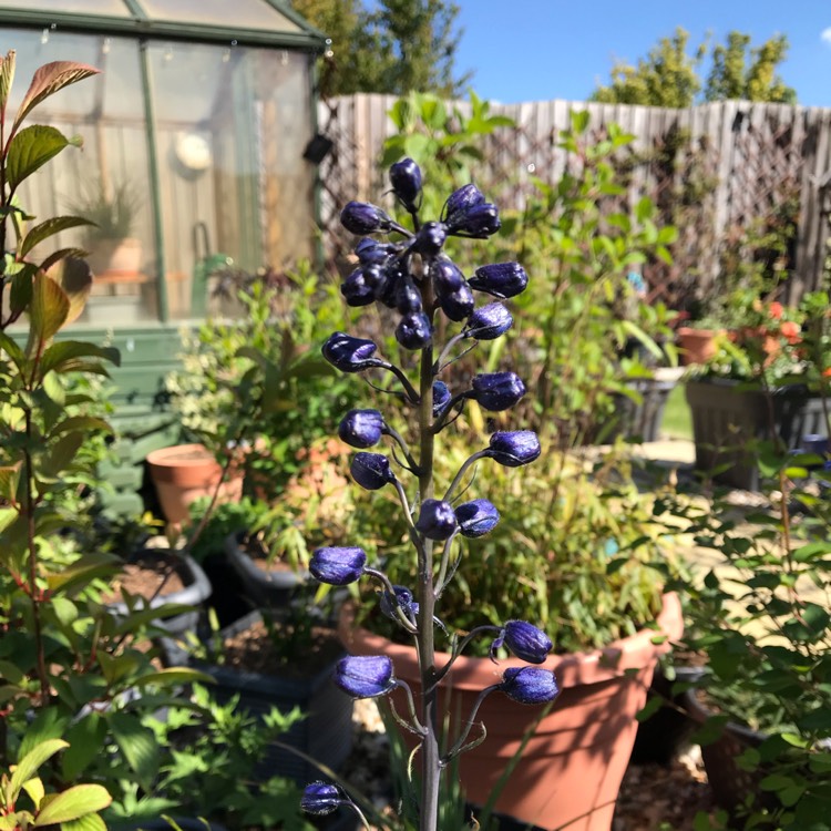 plant image 1293218 plant image 1293218
