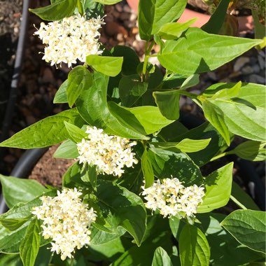 Cornus sericea 'Flaviramea' syn. Cornus stolonifera 'Flaviramea'