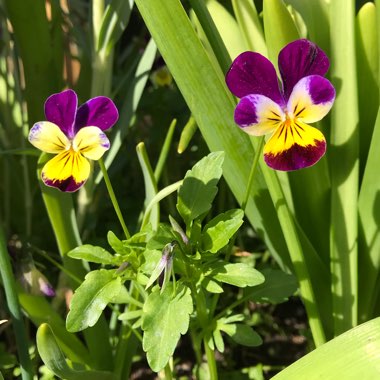 Viola tricolor