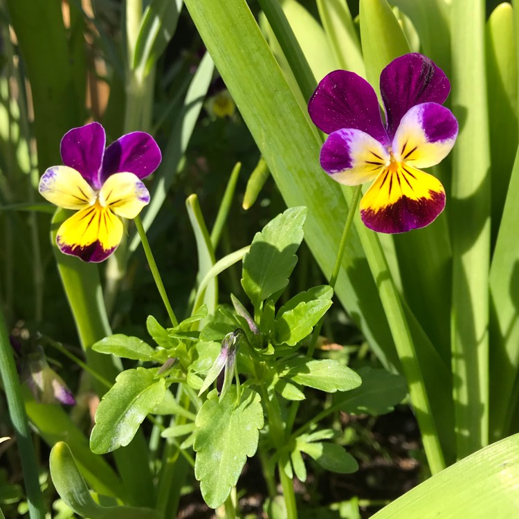 Plant image Viola tricolor