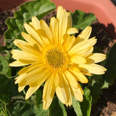 Gerbera