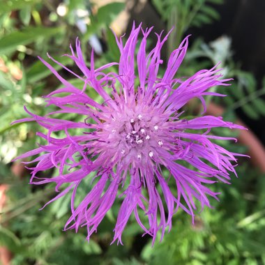 Psephellus dealbatus syn. Centaurea dealbata