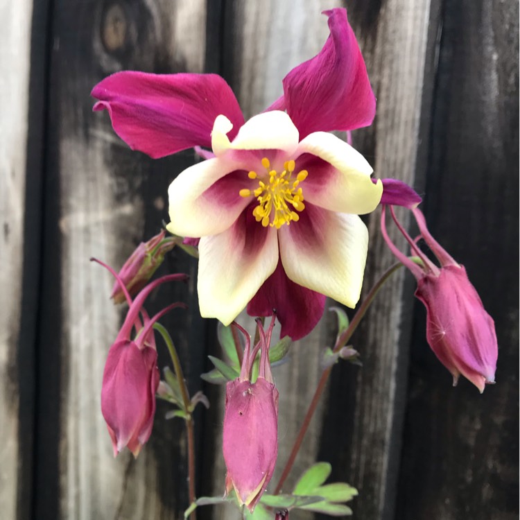 plant image 1297896