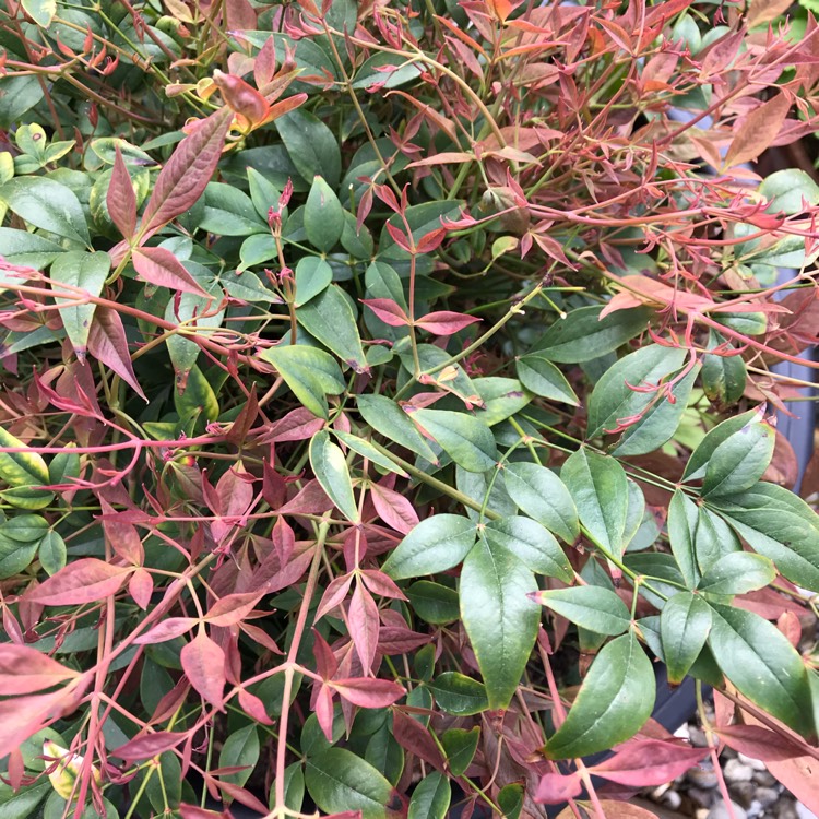 Plant image Nandina domestica 'Fire Power'
