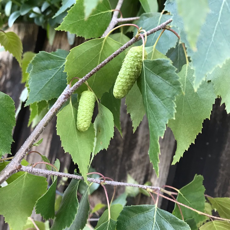 plant image 1299768