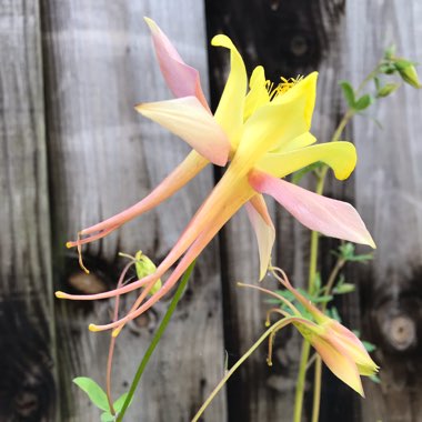 Aquilegia 'McKana Giant'