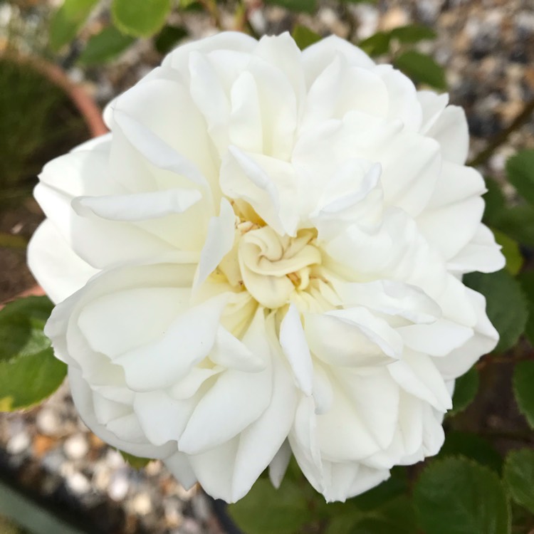 plant image 1304266 plant image 1304266
