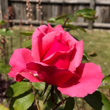 Rosa (Hybrid Tea)