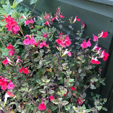 Salvia 'Hot Lips' syn. Salvia x jamensis 'Hot Lips', Salvia microphylla 'Hot Lips'