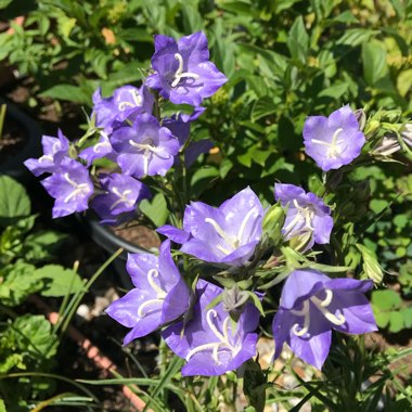 Campanula