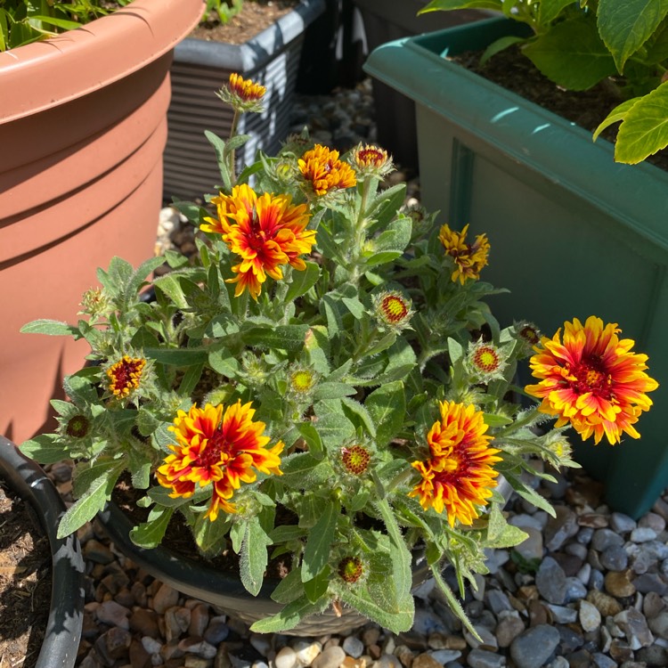 Plant image Gaillardia x grandiflora 'Arizona Sun' syn. Gaillardia 'Arizona Sun'