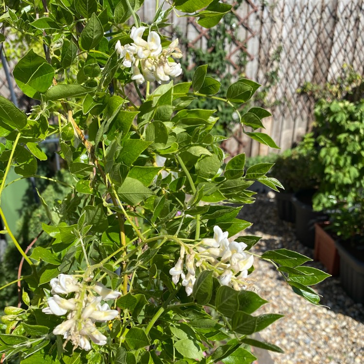 Plant image Wisteria floribunda 'Longissima Alba'