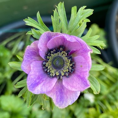 Anemone coronaria