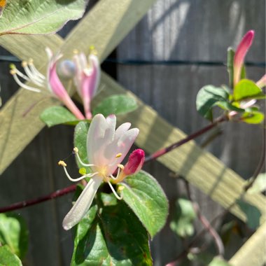 Lonicera japonica var. repens