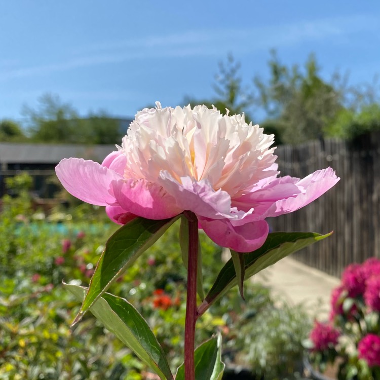 plant image 1318501