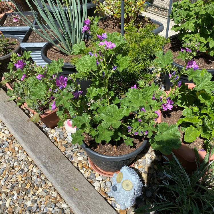 plant image 1319606 plant image 1319606