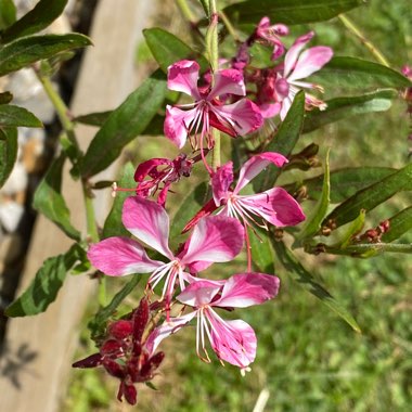 Oenothera lindheimeri  syn. Gaura lindheimeri
