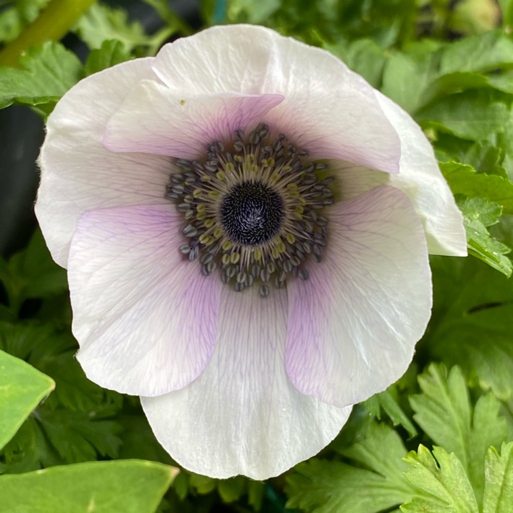 plant image 1321574 plant image 1321574