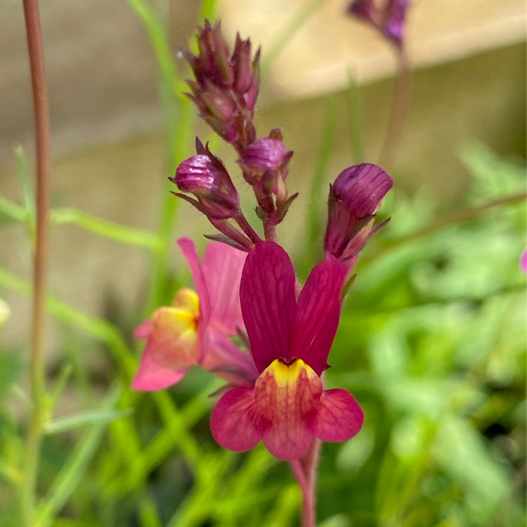 plant image 1323491 plant image 1323491