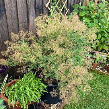 Cotinus coggygria 'Young Lady'