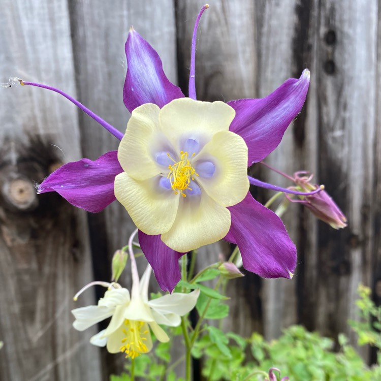plant image 1325494