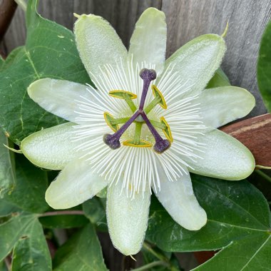 Passiflora caerulea 'Constance Elliot'